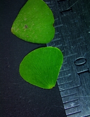 Marsilea macropoda