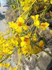 Parkinsonia aculeata