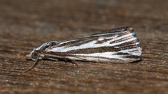 Rhynchopsota delogramma