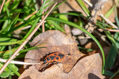 Pyrrhocoris apterus