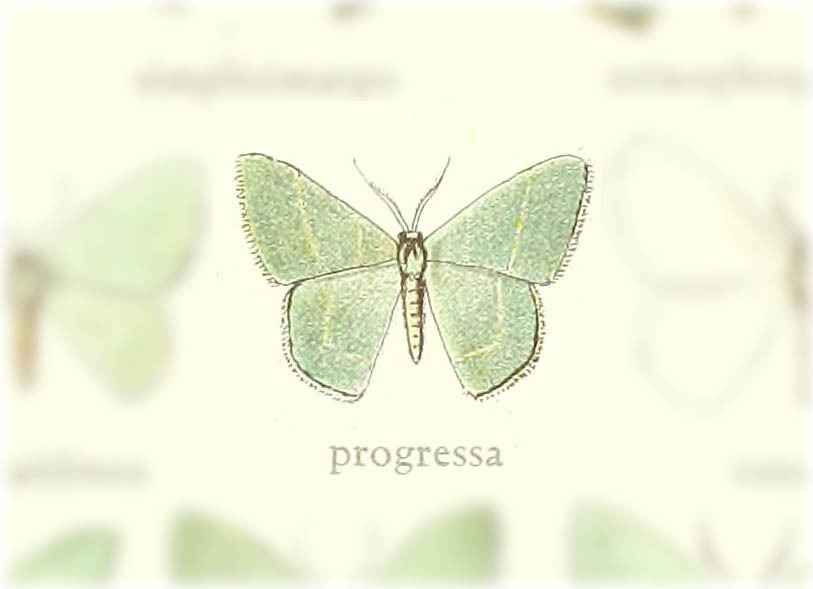 Thalassodes progressa