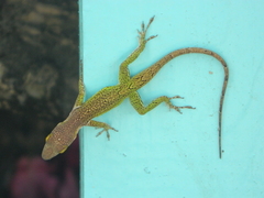 Anolis leachii