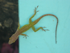 Anolis leachii