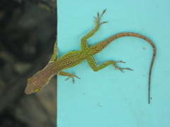 Anolis leachii