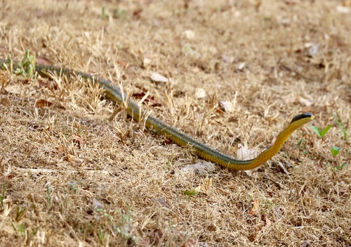 Puffing Snake, Phrynonax poecilonotus