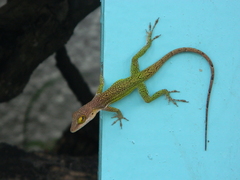 Anolis leachii