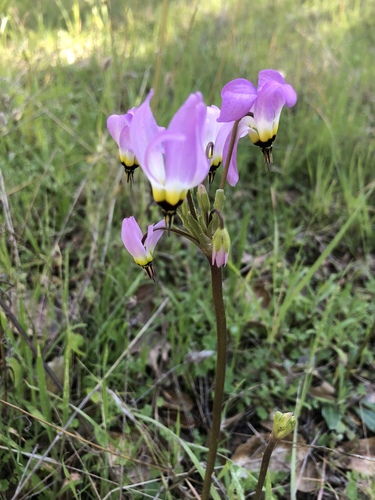 iNaturalist observation photo of Shooting Stars