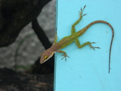 Anolis leachii