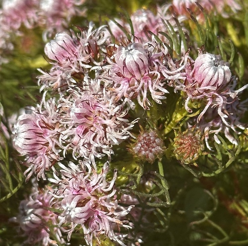 Serruria aemula Knight