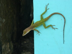 Anolis leachii
