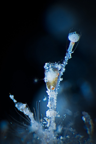 Representative image of Clytia gracilis