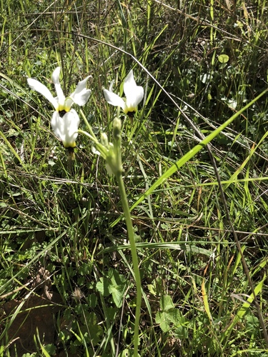 iNaturalist observation photo of Padre's Shooting Star