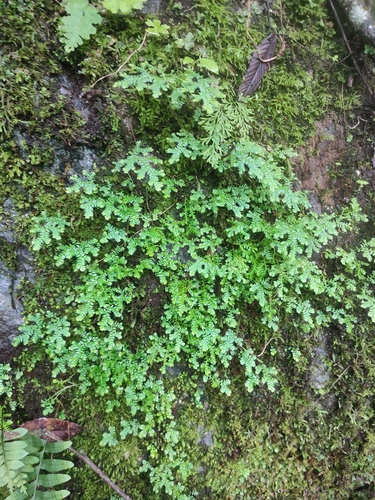Selaginella leptophylla iNat (2)