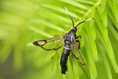 Synanthedon spheciformis