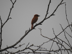 Pachyramphus homochrous