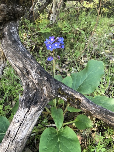 iNaturalist observation photo of Pacific hound's tongue
