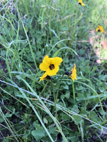 iNaturalist observation photo of California Golden Violet