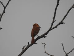 Pachyramphus homochrous