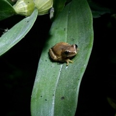 Dendropsophus werneri
