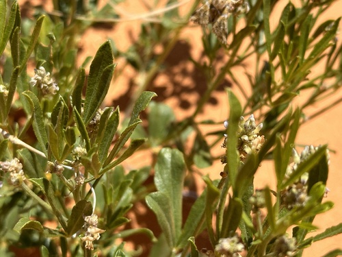 Image of Ladeania lanceolata by no rights reserved