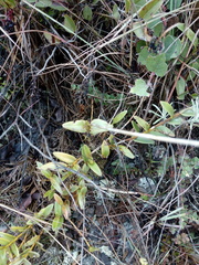 Epidendrum arachnoglossum