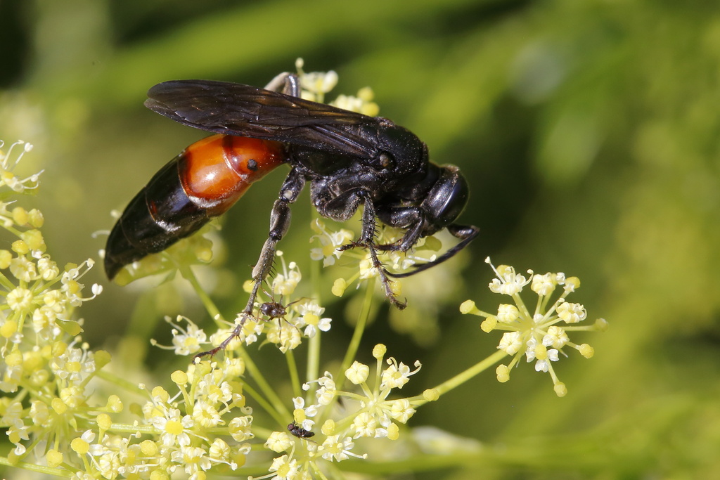 Larra anathema