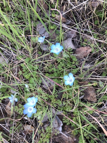 iNaturalist observation photo of Menzies' baby blue eyes