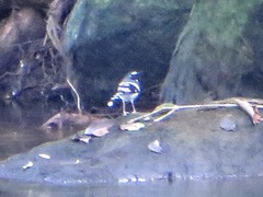 Enicurus schistaceus