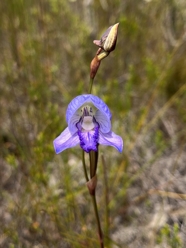 Disa purpurascens