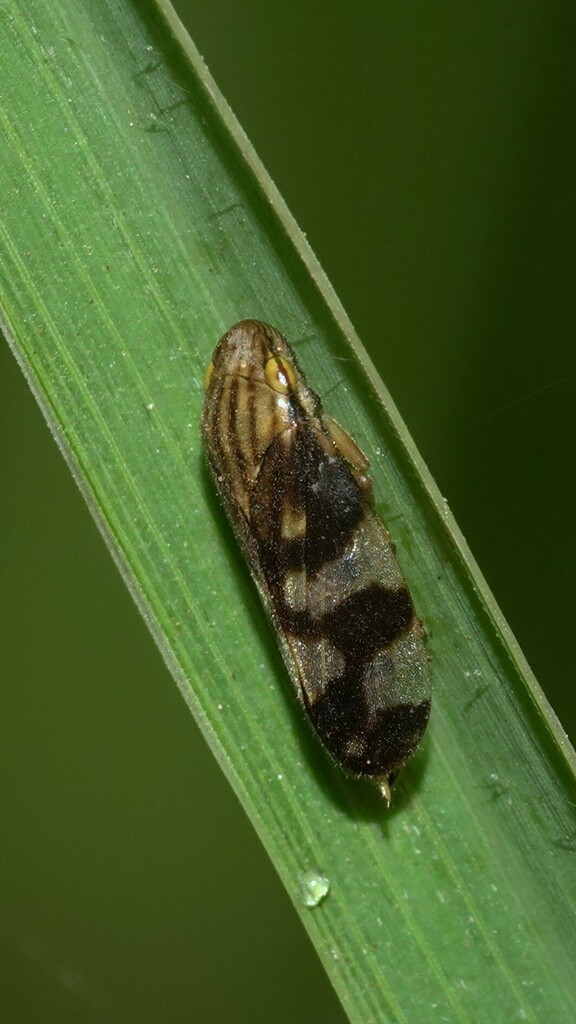 Ptyelus sexvittatus