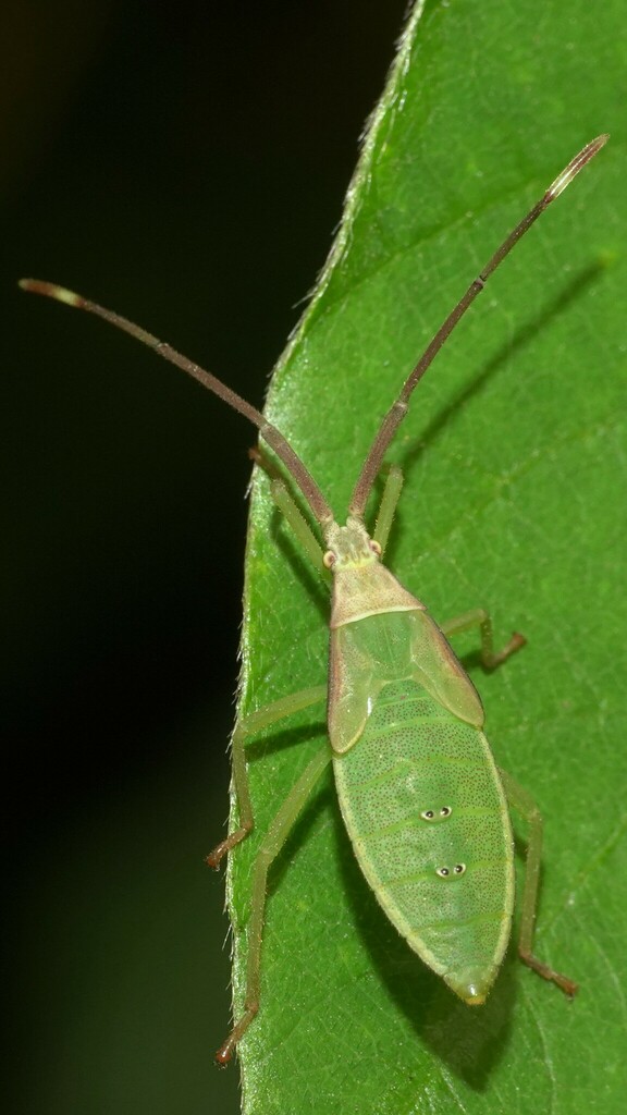 Homoeocerus from Mumbai Vet College on October 16, 2023 at 08:48 AM by ...