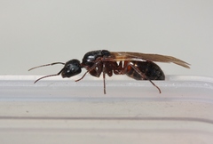 Camponotus dumetorum