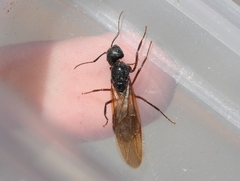 Camponotus dumetorum