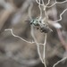 Lasioglossum zephyrum - Photo (c) Jay Smith, osa oikeuksista pidätetään (CC BY-NC)