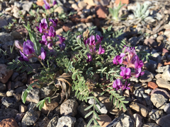 Astragalus desperatus