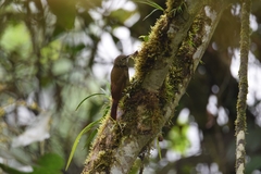 Xiphorhynchus triangularis