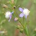 Scoparia plebeia - Photo (c) bruno-javier-uru, algunos derechos reservados (CC BY-NC)