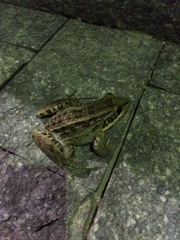 Leptodactylus paranaru