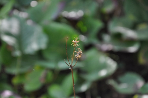 Isle Royale ragwort (Packera insulae-regalis)