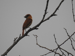 Pachyramphus homochrous