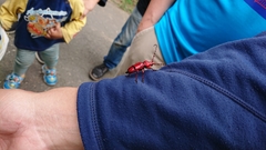 Dicelosternus corallinus