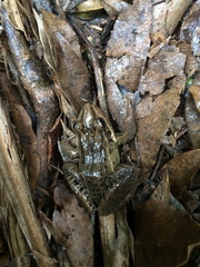 Leptodactylus paranaru