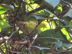 Phylloscopus ricketti