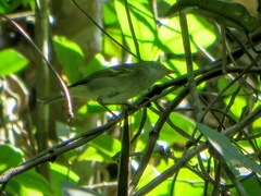Phylloscopus ricketti