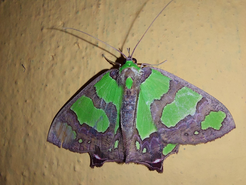 Agathia conjunctiva