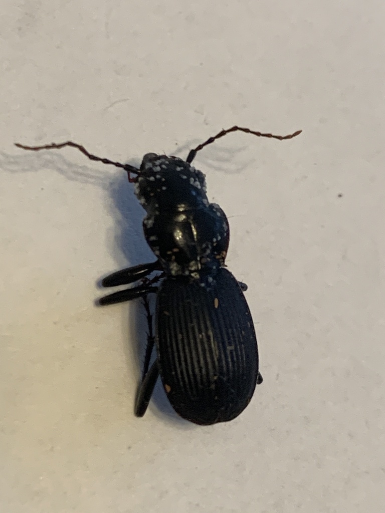 Pterostichus moestus