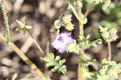 Pholistoma auritum auritum