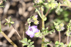 Pholistoma auritum auritum