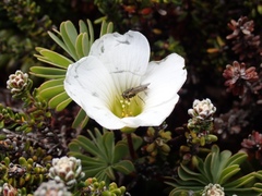 Oxalis enneaphylla