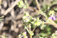 Pholistoma auritum auritum